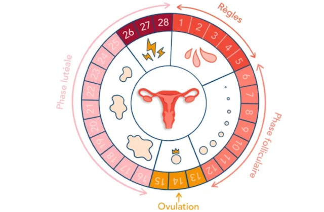 naturopathie cycle féminin